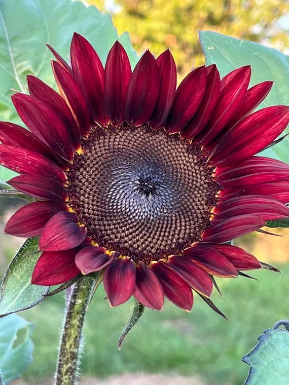 Red Sunflower Perennial Flower Seeds for Planting – Heirloom, Non-GMO, High Germination Garden Seeds