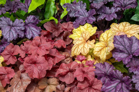 Flower Seeds, Seeds,Seeds For Planting,Plant Seeds