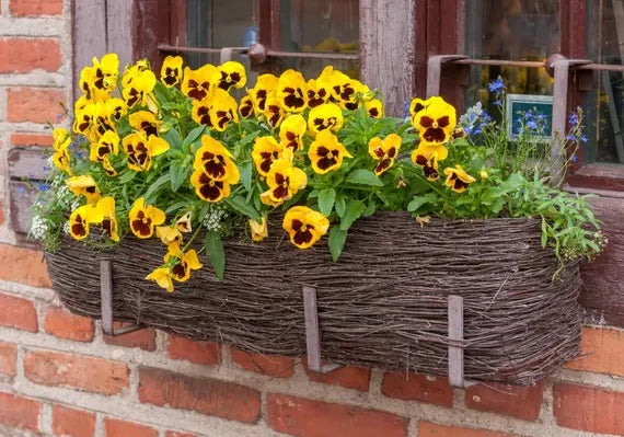 Brown Yellow Pansy Flower Seeds for Planting – Heirloom & Non-GMO Vibrant Blooms for Cool-Season Gardens