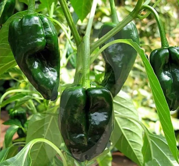 Ancho Pepper Seeds for Planting – Heirloom Non-GMO Mild Chili Vegetable Seeds with High Germination for Organic Gardens