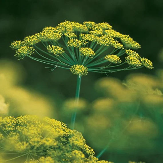 Mammoth Long Island Dill Herb Seeds for Planting – Heirloom, Non-GMO, High Germination Organic Garden Seeds