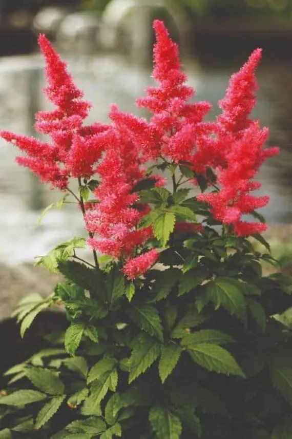 Red Astilbe Flower Seeds for Planting – Heirloom, Non-GMO, High Germination Organic Garden Seeds