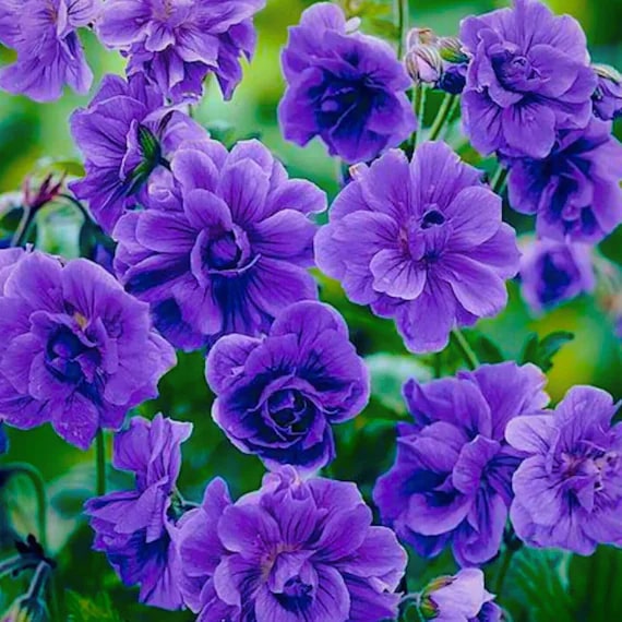 Geranium Flower Seeds for Planting, Purple – Heirloom, Non-GMO, High Germination Organic Garden Seeds