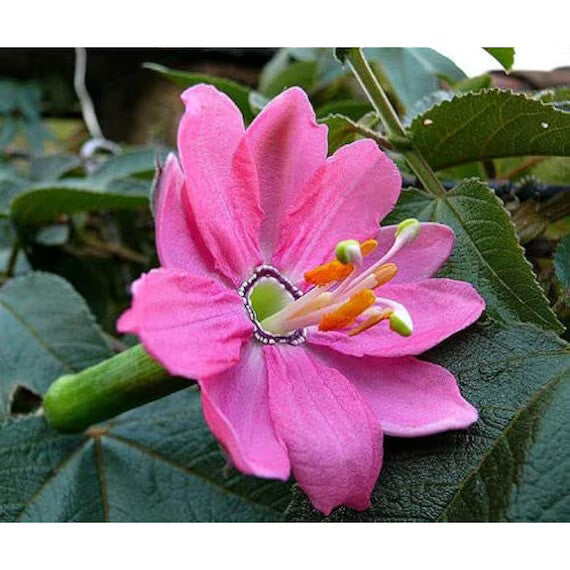 Pink Mollissima Flower Seeds for Planting – Heirloom Non-GMO, High Germination Organic Garden Seeds