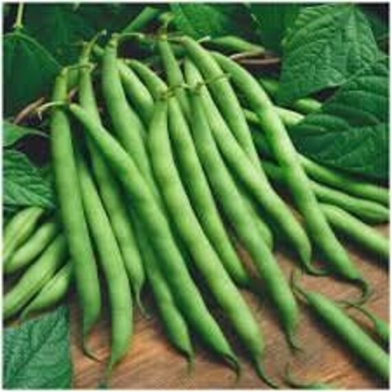 Venezia Bean Vegetable Seeds for Planting – Heirloom & Non-GMO Seeds, Gourmet Italian Variety for Culinary Use