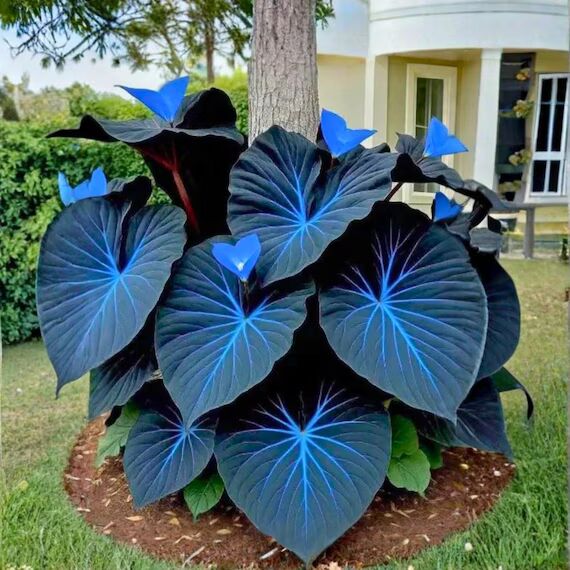 Dark Blue Caladium Flower Seeds for Planting – Heirloom Non-GMO Organic Garden Seeds, High Germination