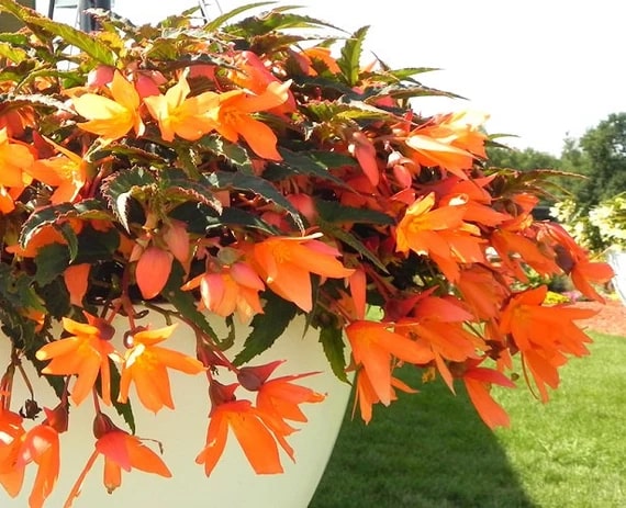 Orange Bossa Nova Flower Seeds for Planting – Heirloom, Non-GMO, Pollinator-Friendly, High Germination