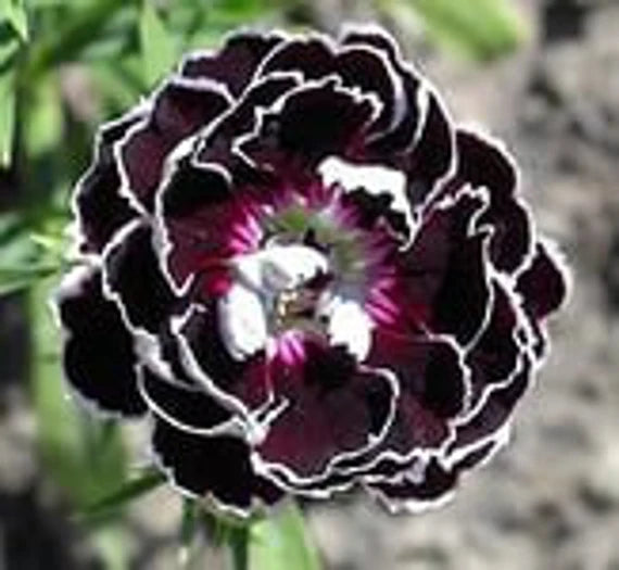 Flower Seeds, Seeds,Seeds For Planting,Plant Seeds