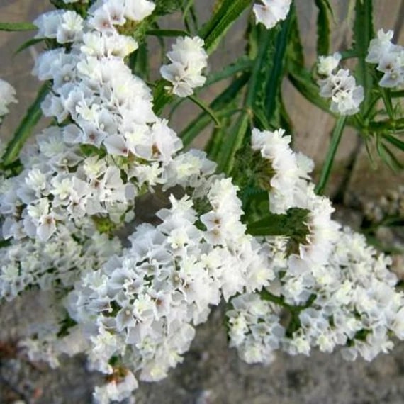 Limonium Sinuatum Iceberg Flower Seeds for Planting – Compact Growth, Heirloom, Non-GMO, High Germination