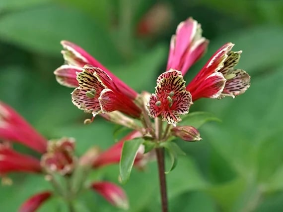 Red Alstroemeria Psittacina Flower Seeds for Planting – Heirloom, Non-GMO, High Germination
