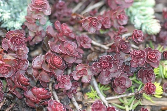 Carpet Sedum Flower Seeds – Heirloom Non-GMO Organic Garden Seeds for Planting – Ground Cover Favorite, High Germination