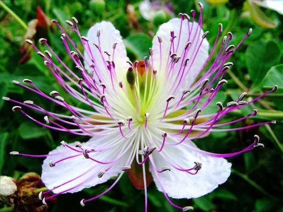 White Pink Capparis Spinosa Flower Seeds for Planting | Heirloom, Non-GMO, High Germination Seeds