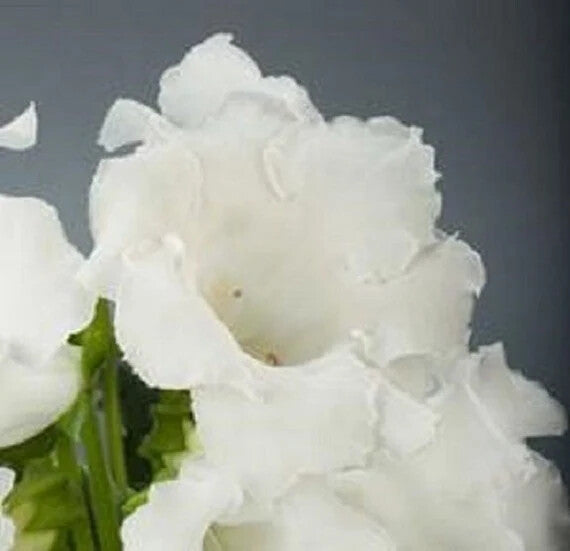 White Gloxinia Flower Seeds for Planting – Heirloom Non-GMO, High Germination Organic Garden Seeds