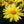 Arnica Montana Herb Seeds for Planting – Heirloom, Non-GMO, Organic Garden Seeds with High Germination Rate
