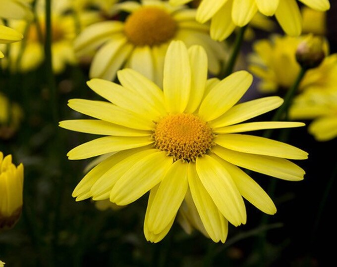 Arnica Montana Herb Seeds for Planting – Heirloom, Non-GMO, Organic Garden Seeds with High Germination Rate