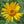 Arnica Montana Herb Seeds for Planting – Heirloom, Non-GMO, Organic Garden Seeds with High Germination Rate