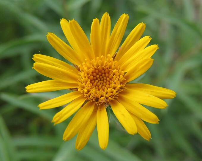 Arnica Montana Herb Seeds for Planting – Heirloom, Non-GMO, Organic Garden Seeds with High Germination Rate