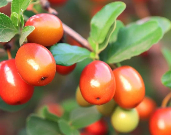 Mixed Jujube Fruit Seeds for Planting – Heirloom, Non-GMO Diverse Garden Fruit Seeds for High Yields
