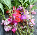 Mixed Balsam Flower Seeds for Planting – Heirloom, Non-GMO, High Germination Organic Garden Seeds