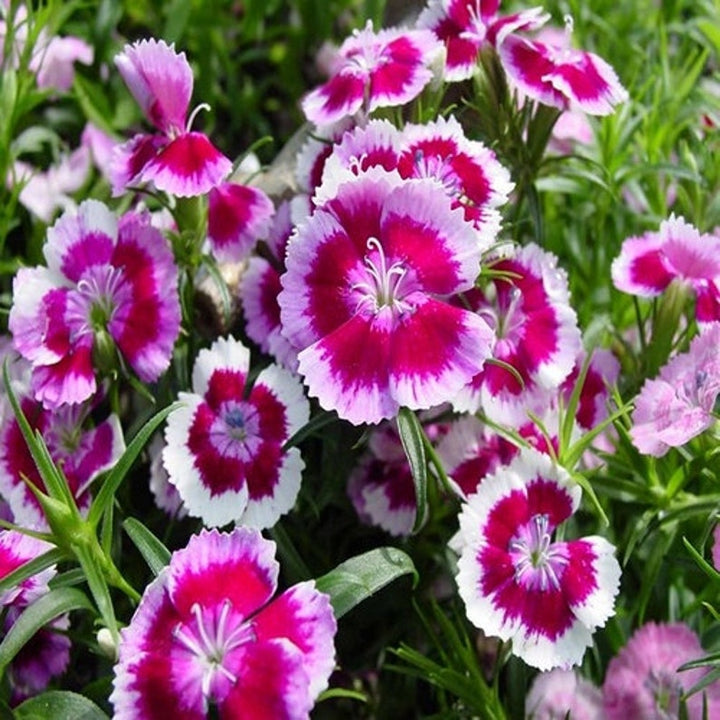 Flower Seeds, Seeds,Seeds For Planting,Plant Seeds
