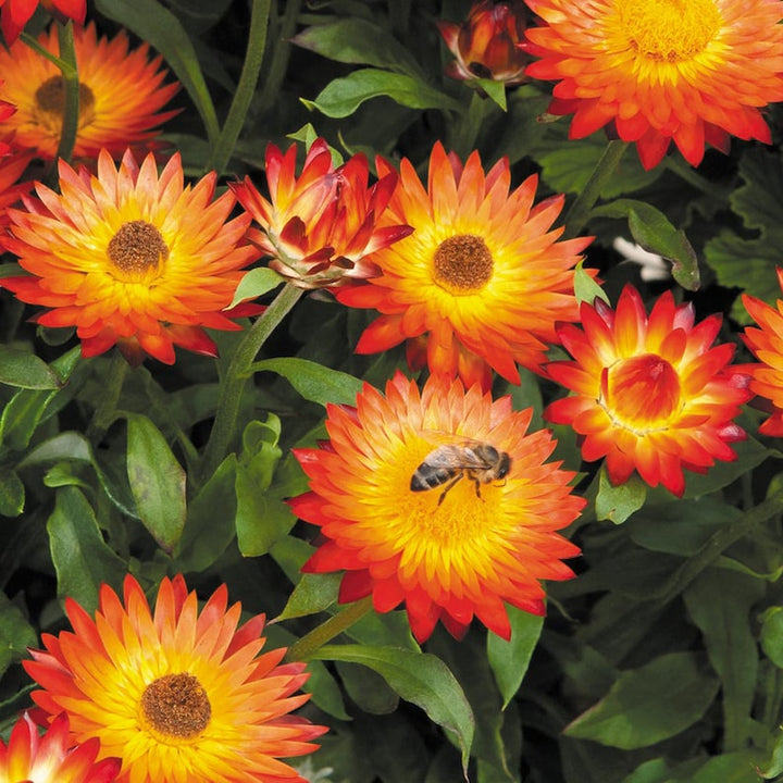 Flower Seeds, Seeds,Seeds For Planting,Plant Seeds