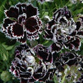 Black White Dianthus Flower Seeds for Planting – Heirloom, Non-GMO, High Germination Organic Garden Seeds