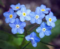 Blue Myosotis Flower Seeds for Planting – Heirloom, Non-GMO Sun-Loving Organic Garden Seeds