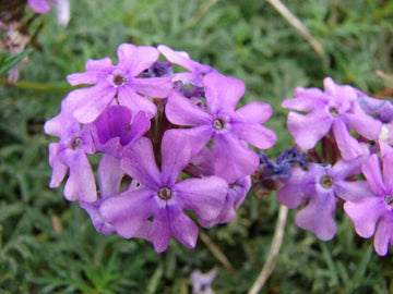 Violet Moss Verbena Flower Seeds for Planting – Heirloom, Non-GMO Shade-Tolerant Organic Garden Seeds
