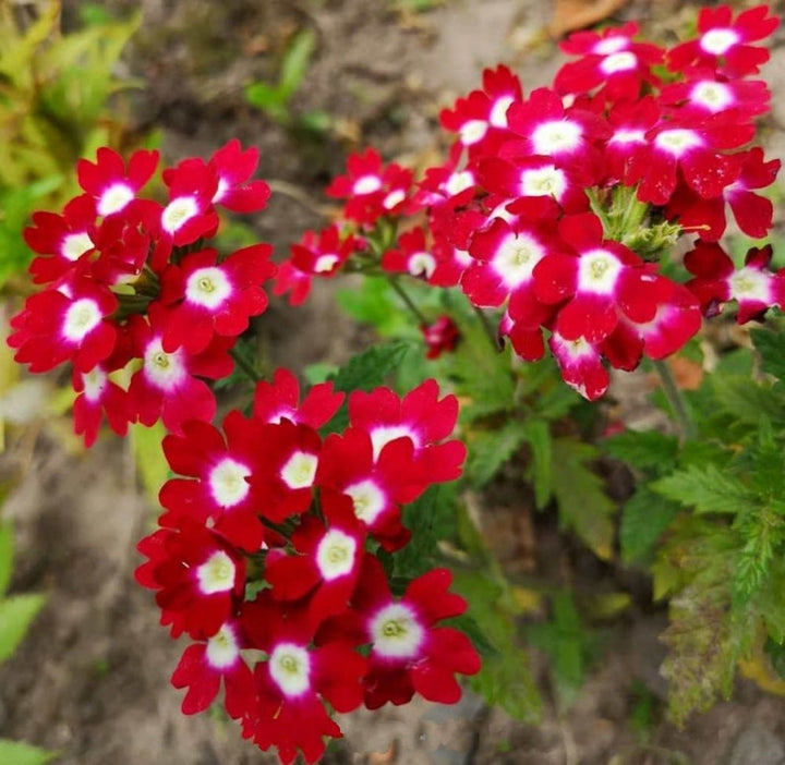 Flower Seeds, Seeds,Seeds For Planting,Plant Seeds