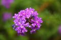 Violet Moss Verbena Flower Seeds for Planting – Heirloom, Non-GMO Shade-Tolerant Organic Garden Seeds