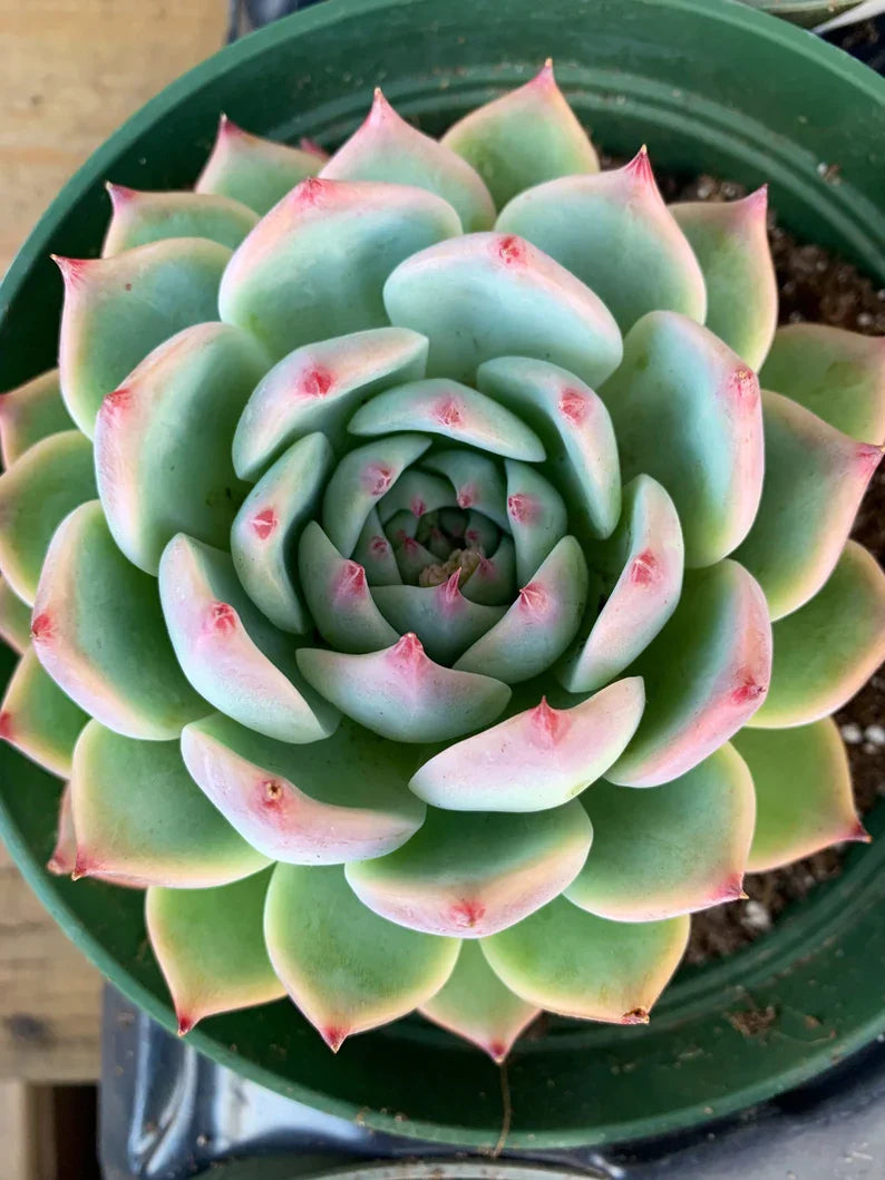 shade tolerant flower seeds Succulent Flower Seeds for Planting – Heirloom, Non-GMO, Shade-Toleran – Earthechoseeds