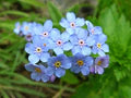Blue Myosotis Flower Seeds for Planting – Heirloom, Non-GMO Sun-Loving Organic Garden Seeds