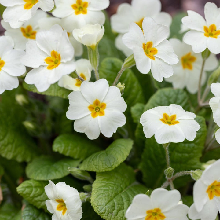 Flower Seeds, Seeds,Seeds For Planting,Plant Seeds