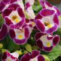 Violet Torenia Kauai Flower Seeds for Planting – Heirloom, Non-GMO, High Germination Organic Garden Seeds