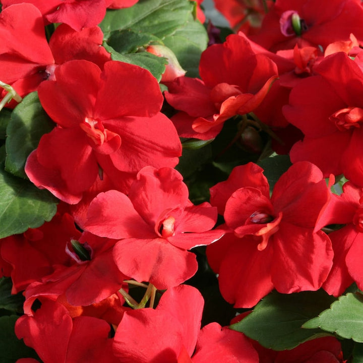 Flower Seeds, Seeds,Seeds For Planting,Plant Seeds