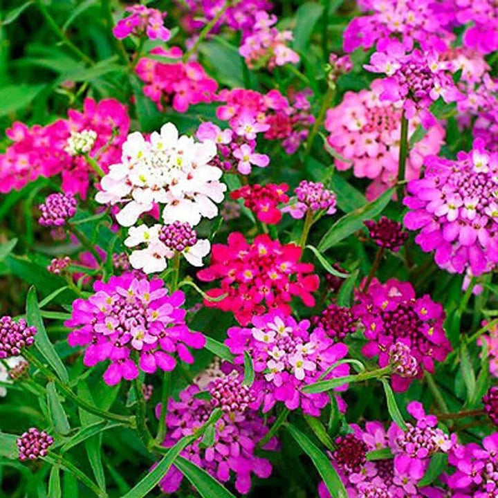 Mixed Candytuft Flower Seeds for Planting – Heirloom, Non-GMO, High Germination Organic Garden Seeds