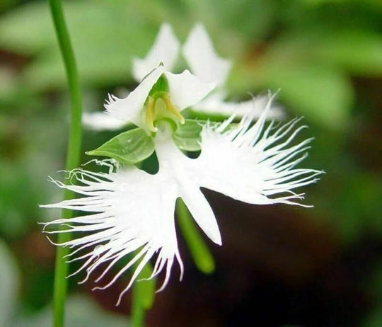 White Egret Flower Seeds for Planting – Heirloom, Non-GMO Vibrant Organic Garden Seeds