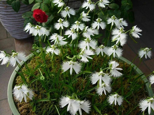 White Egret Flower Seeds for Planting – Heirloom, Non-GMO Vibrant Organic Garden Seeds