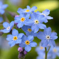 Blue Myosotis Flower Seeds for Planting – Heirloom, Non-GMO Sun-Loving Organic Garden Seeds
