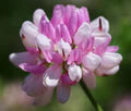 Vetch Coronilla Flower Seeds for Planting – Heirloom, Non-GMO Seasonal Bloomer Organic Garden Seeds