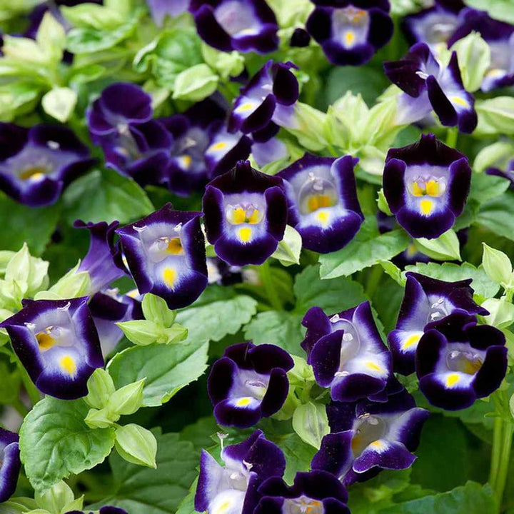 Flower Seeds, Seeds,Seeds For Planting,Plant Seeds