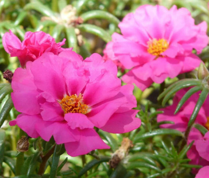 Pink Portulaca Rose Flower Seeds for Planting – Heirloom, Non-GMO, High Germination Organic Garden Seeds