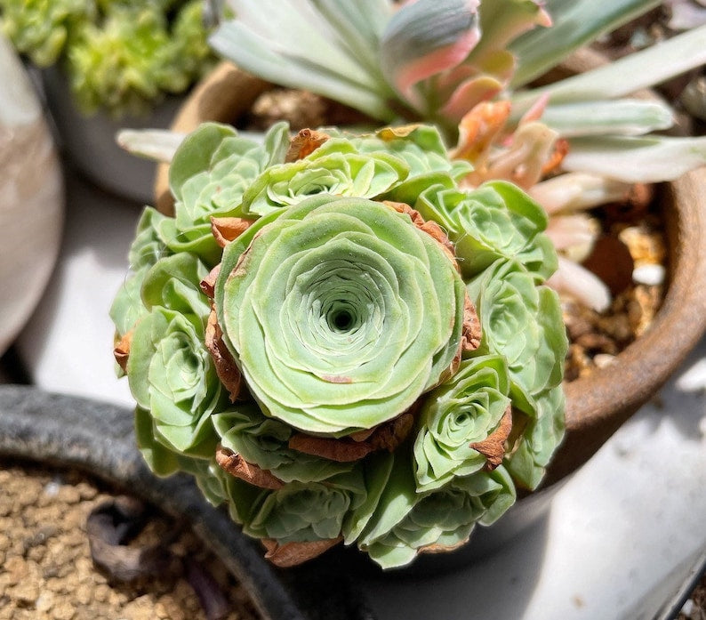 Flower Seeds, Seeds,Seeds For Planting,Plant Seeds