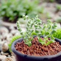 Spiralis Flower Seeds for Planting – Heirloom, Non-GMO, Colorful Display Organic Garden Seeds