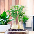 Spiralis Flower Seeds for Planting – Heirloom, Non-GMO, Colorful Display Organic Garden Seeds