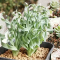 Spiralis Flower Seeds for Planting – Heirloom, Non-GMO, Colorful Display Organic Garden Seeds
