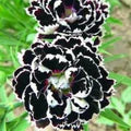Black White Dianthus Flower Seeds for Planting – Heirloom, Non-GMO, High Germination Organic Garden Seeds