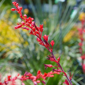 Flower Seeds, Seeds,Seeds For Planting,Plant Seeds