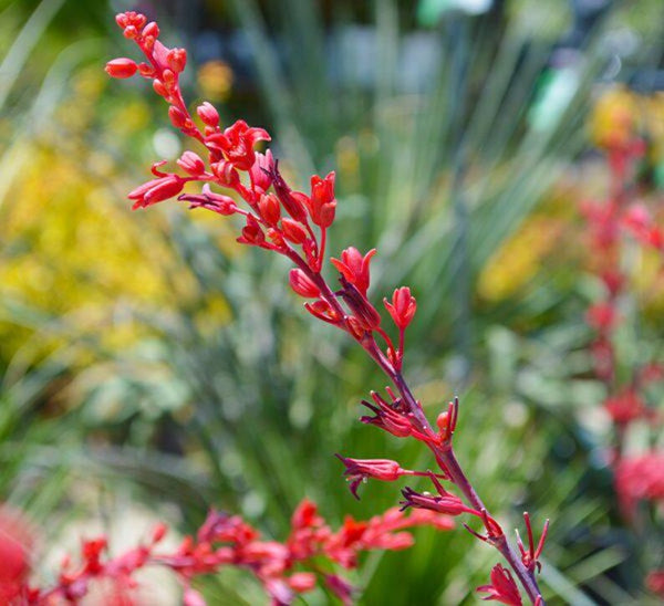 Flower Seeds, Seeds,Seeds For Planting,Plant Seeds