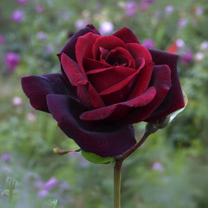 Flower Seeds, Seeds,Seeds For Planting,Plant Seeds